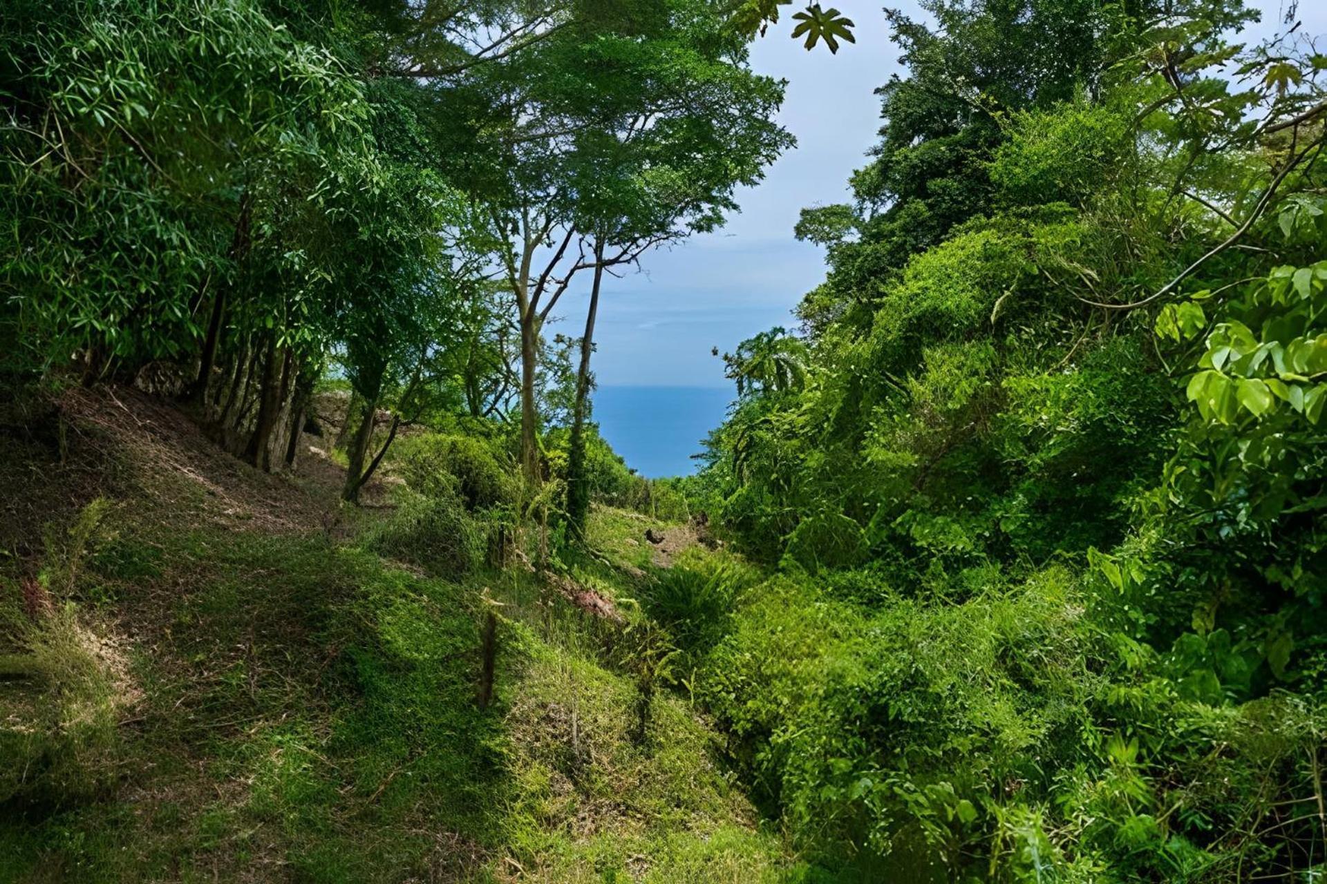 The Jungle Inn Dominicalito Buitenkant foto